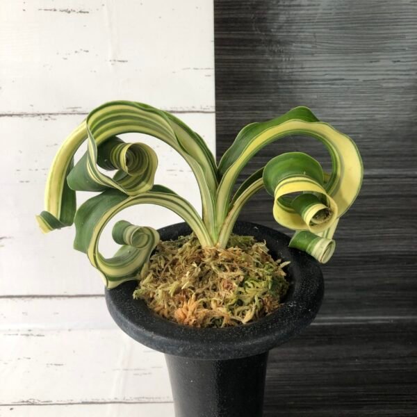 Variegated Sacred Lily (rohdea japonica) Lion's Mane | 6129