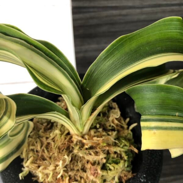Variegated Sacred Lily (rohdea japonica) Lion's Mane | 6129 - Image 4