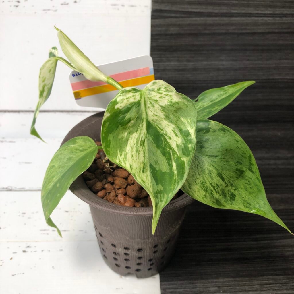 Variegated Philodendron Hederaceum | 6106