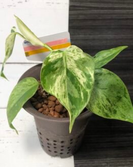 Variegated Philodendron Hederaceum | 6106