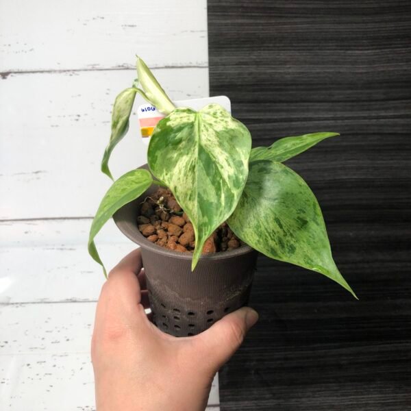 Variegated Philodendron Hederaceum | 6106 - Image 6