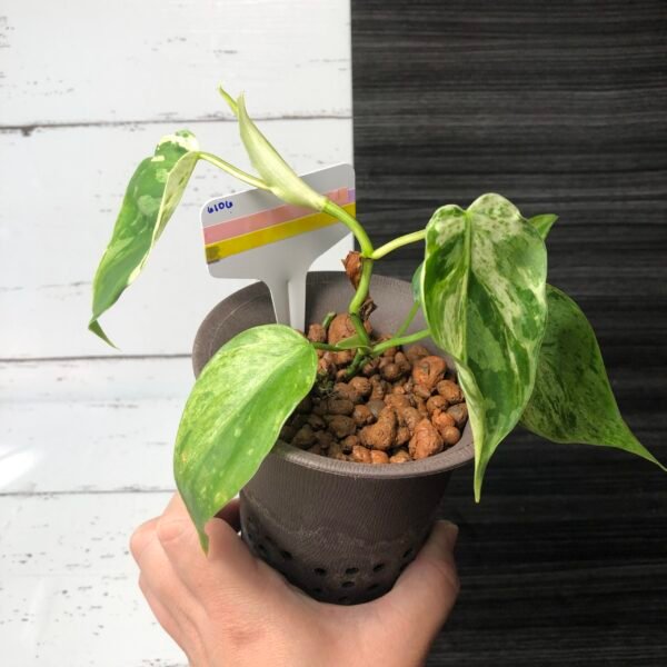Variegated Philodendron Hederaceum | 6106 - Image 5