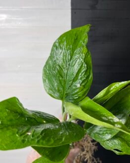 Pothos Teruno #13 Linda | Terunoworld series