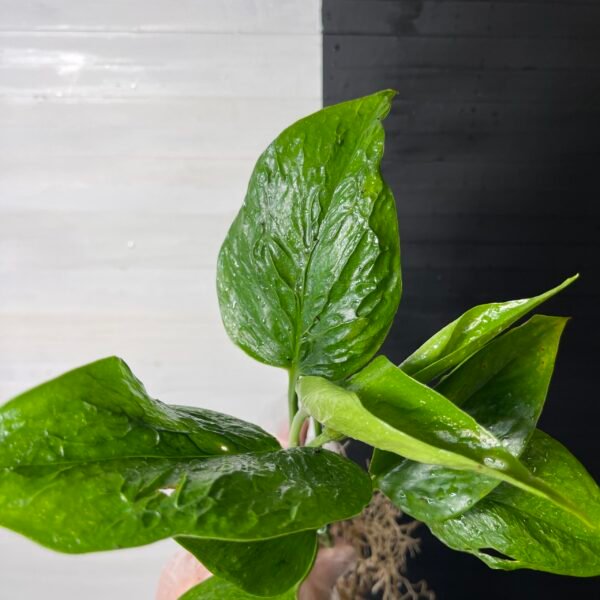 Pothos Teruno #13 Linda | Terunoworld series