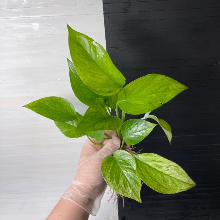 POTHOS EPIPREMNUM GREEN SCRATCH
