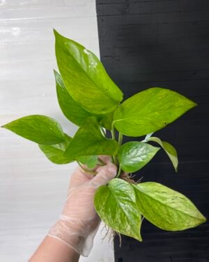 POTHOS EPIPREMNUM GREEN SCRATCH