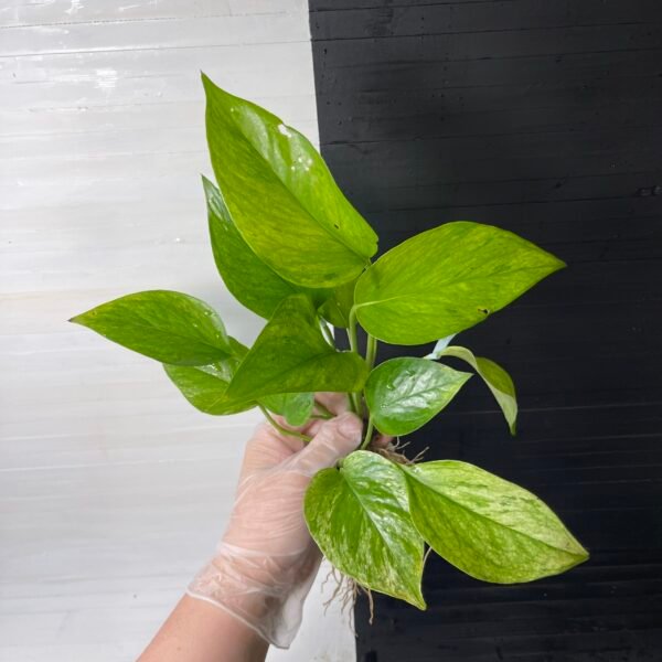 POTHOS EPIPREMNUM GREEN SCRATCH