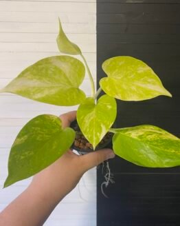 Pothos Teruno #21 Kaguya | Terunoworld series