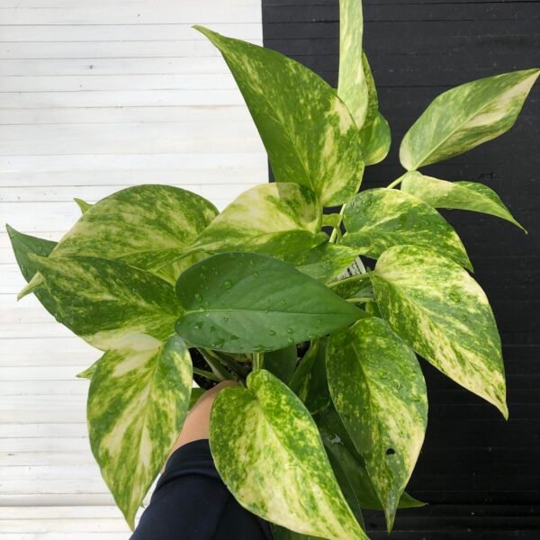 Pothos Teruno #1 Valencia | Terunoworld series - Image 2