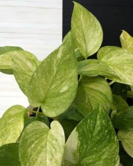 Pothos Teruno #16 Sfida | Terunoworld series