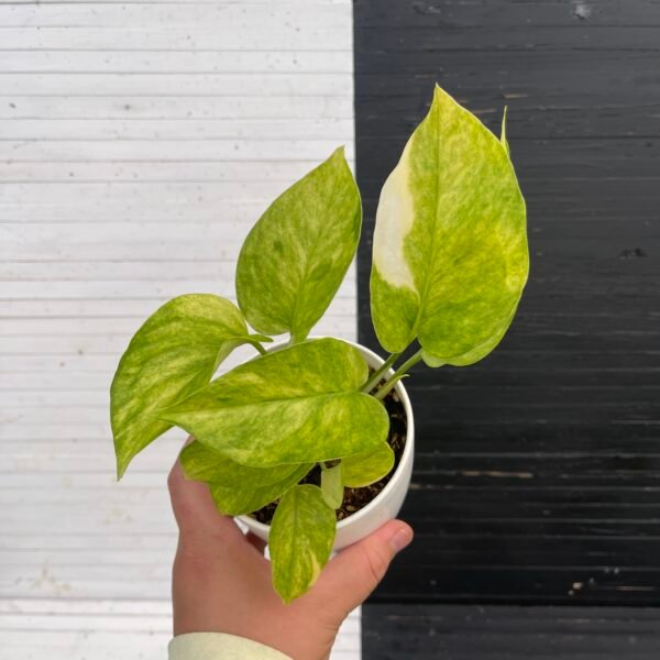 Pothos Teruno #4 Hana hana | Terunoworld series