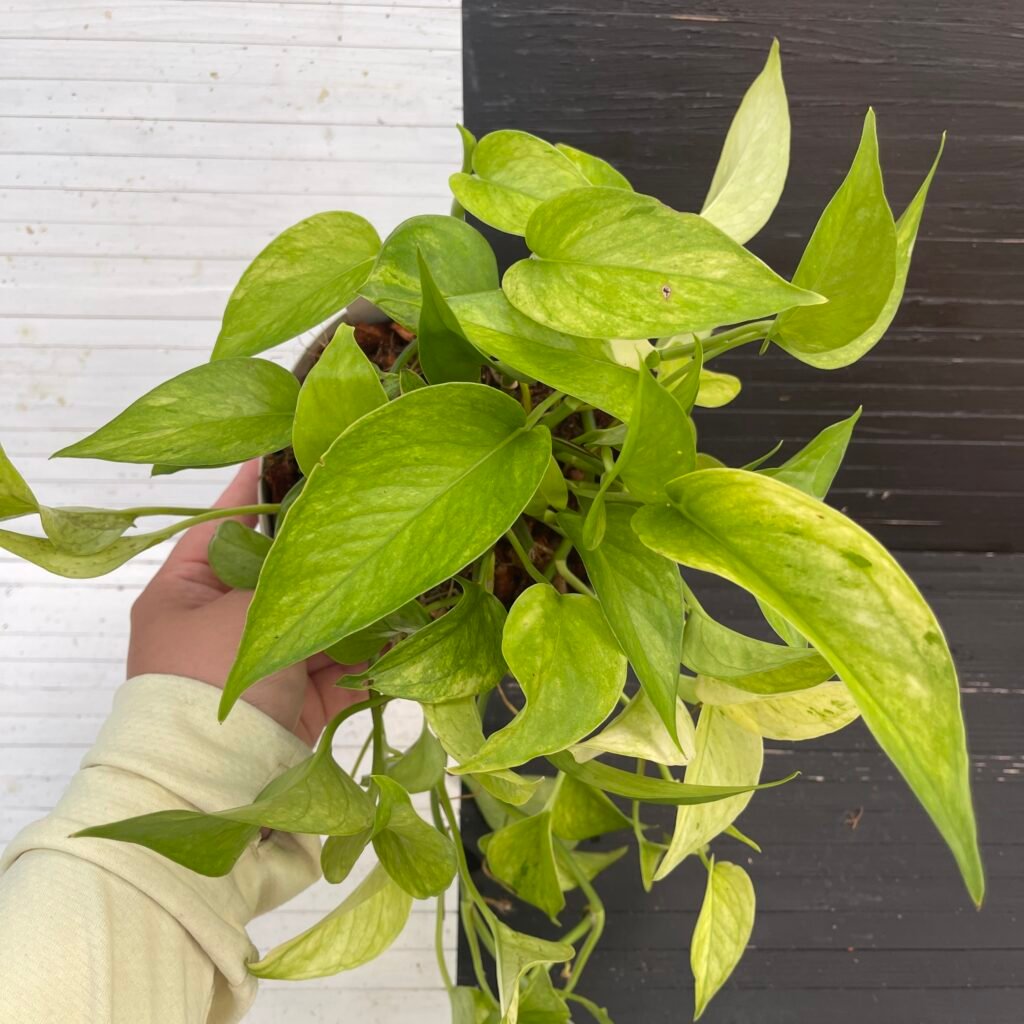 Pothos Teruno #14 Amazon | Terunoworld series