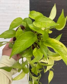 Pothos Teruno #14 Amazon | Terunoworld series