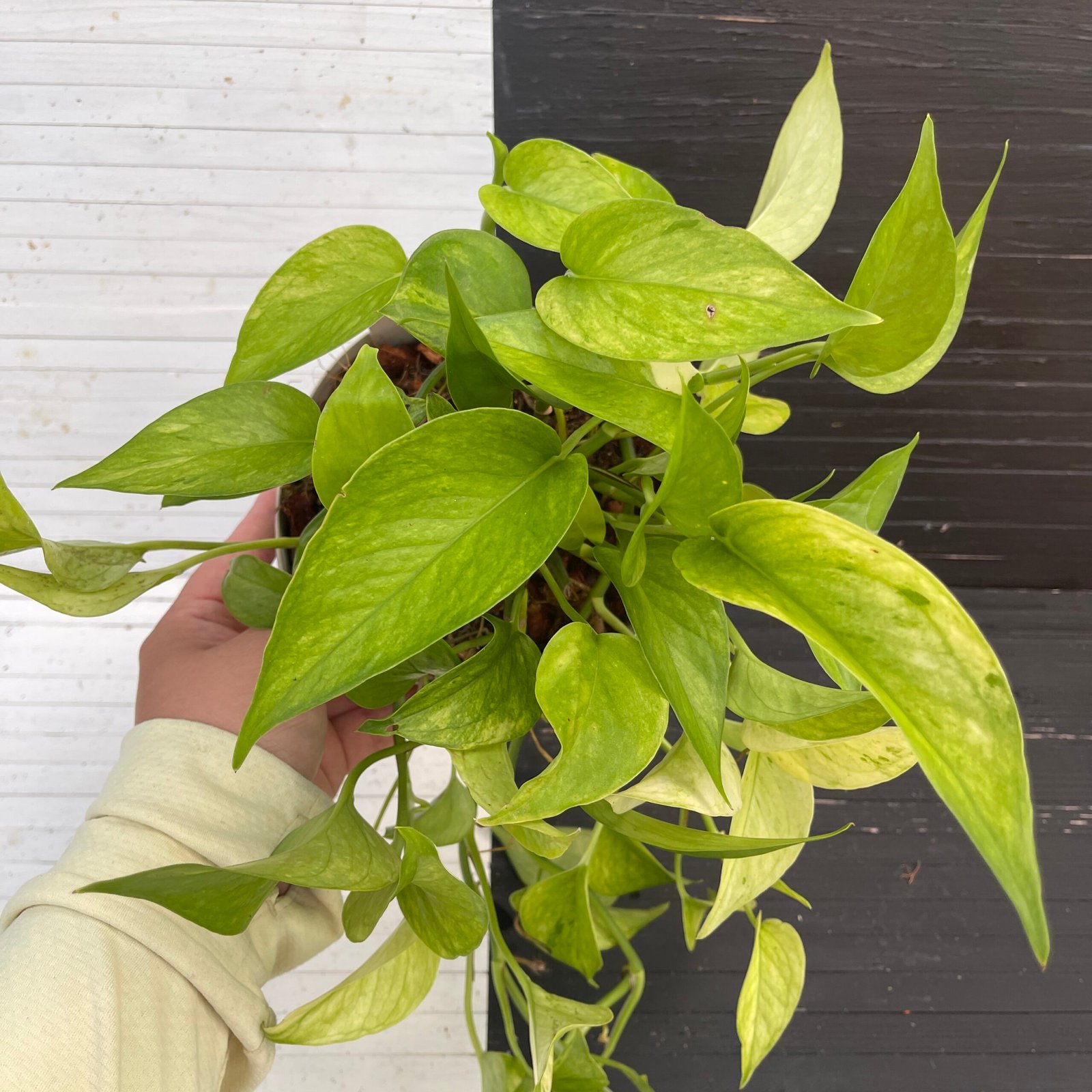 Pothos Teruno #14 Amazon | Terunoworld series