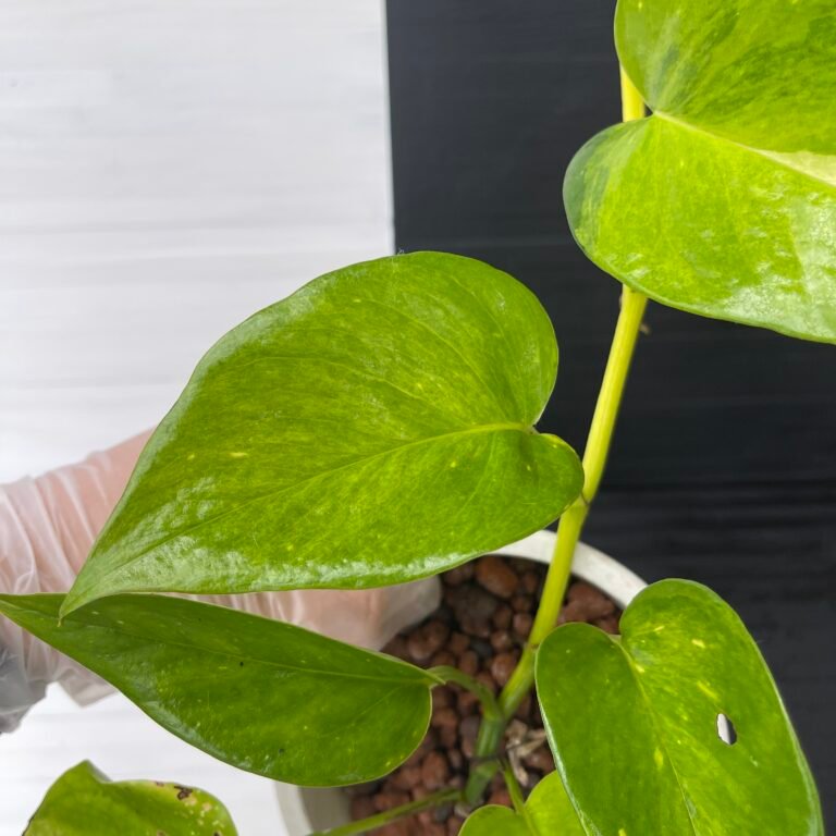 Pothos Teruno #25 Moonlight | Terunoworld Series - Image 5