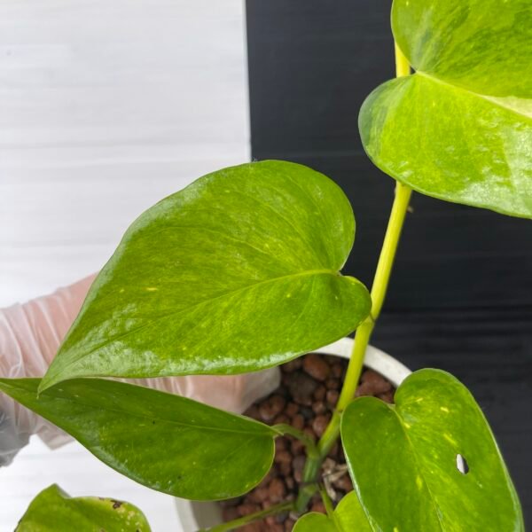 Pothos Teruno #25 Moonlight | Terunoworld Series - Image 5