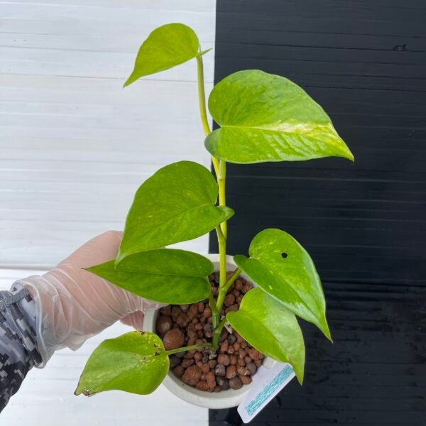Pothos Teruno #25 Moonlight | Terunoworld Series - Image 4