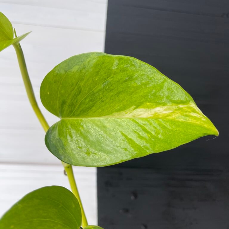 Pothos Teruno #25 Moonlight | Terunoworld Series - Image 3