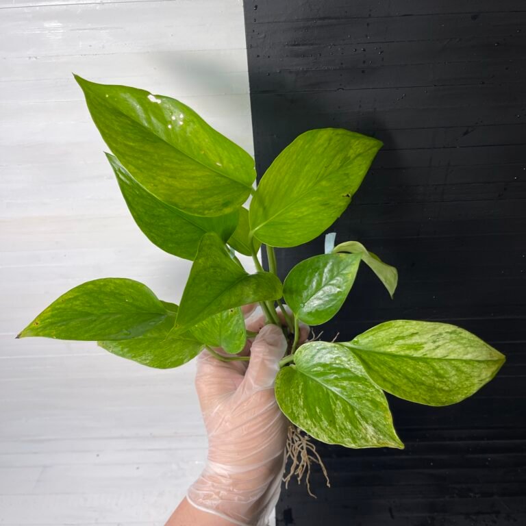 POTHOS EPIPREMNUM GREEN SCRATCH - Image 2