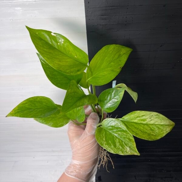 POTHOS EPIPREMNUM GREEN SCRATCH - Image 2
