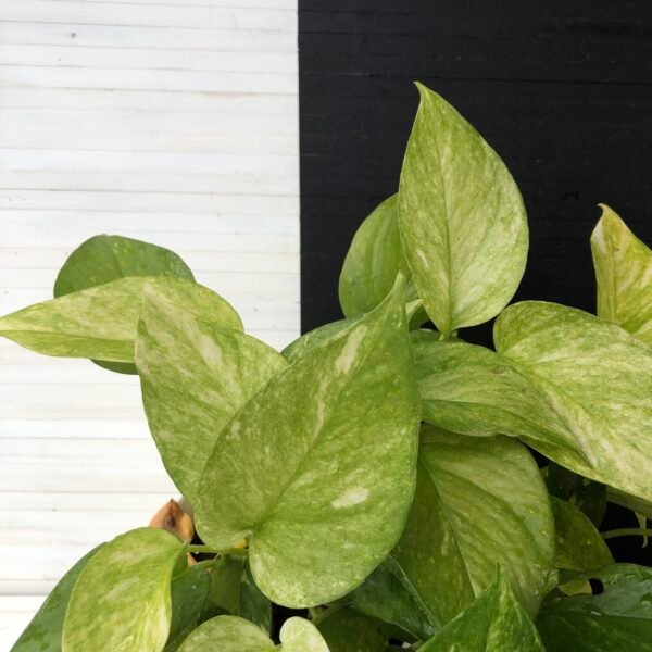 Pothos Teruno #16 Sfida | Terunoworld series - Image 3