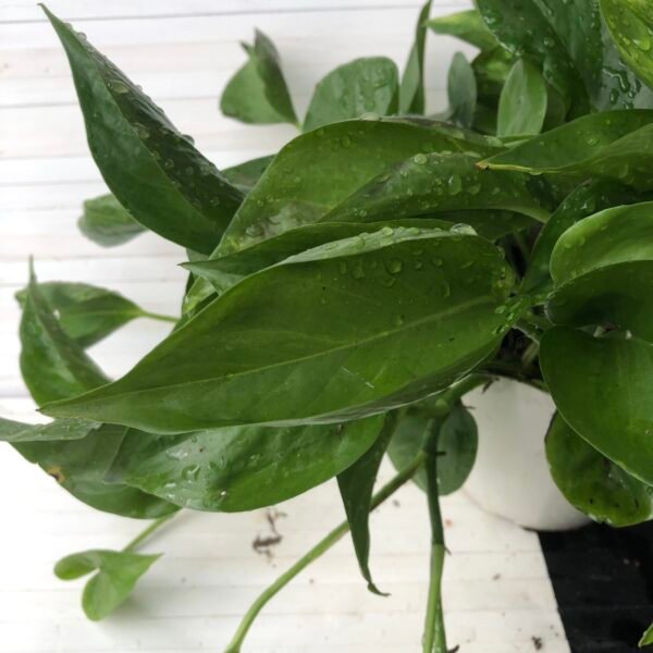 Pothos Teruno #22 Jack | Terunoworld series - Image 3