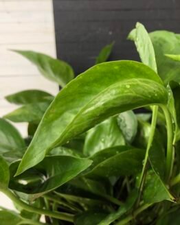 Pothos Teruno #22 Jack | Terunoworld series