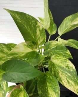 Pothos Teruno #1 Valencia | Terunoworld series