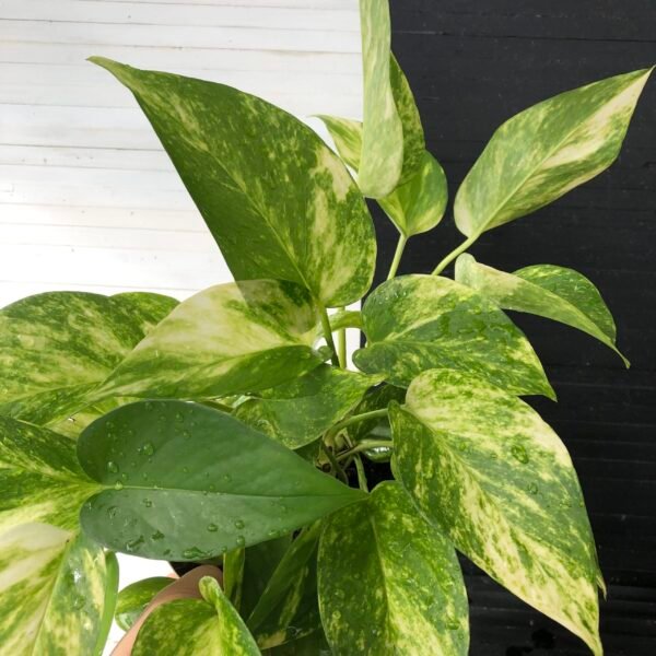 Pothos Teruno #1 Valencia | Terunoworld series