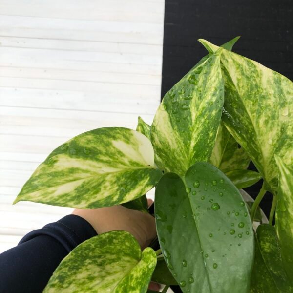 Pothos Teruno #1 Valencia | Terunoworld series - Image 3