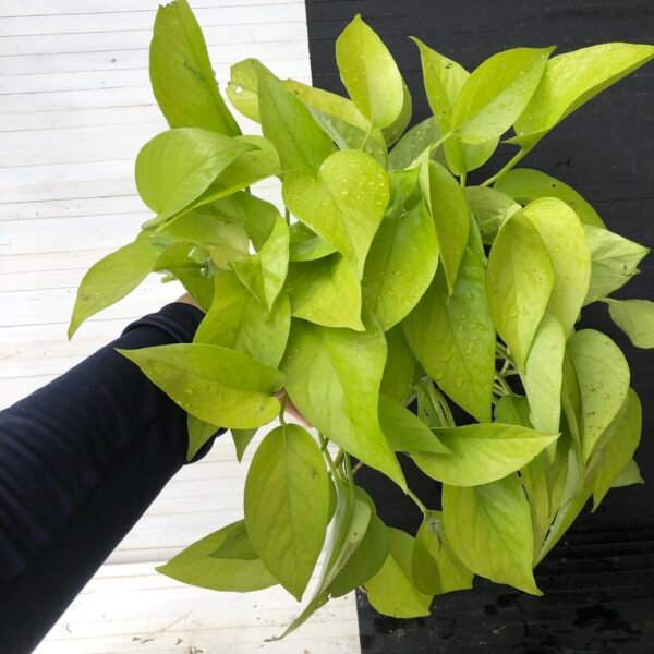 Pothos Teruno #19 Wakakusa | Terunoworld series - Image 4
