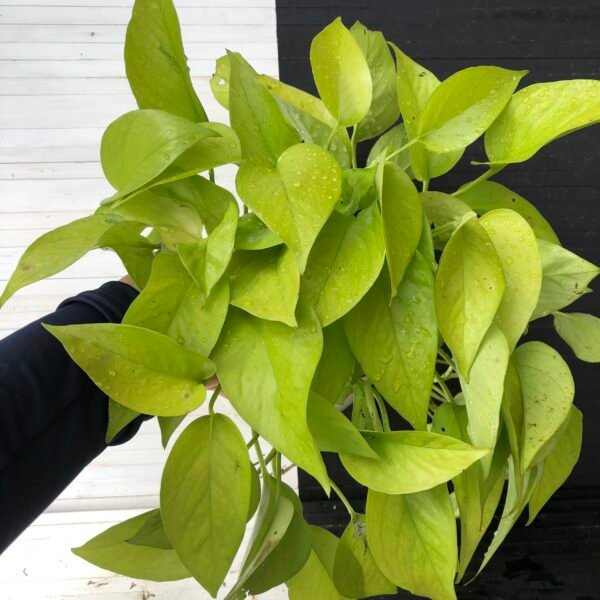 Pothos Teruno #19 Wakakusa | Terunoworld series - Image 3