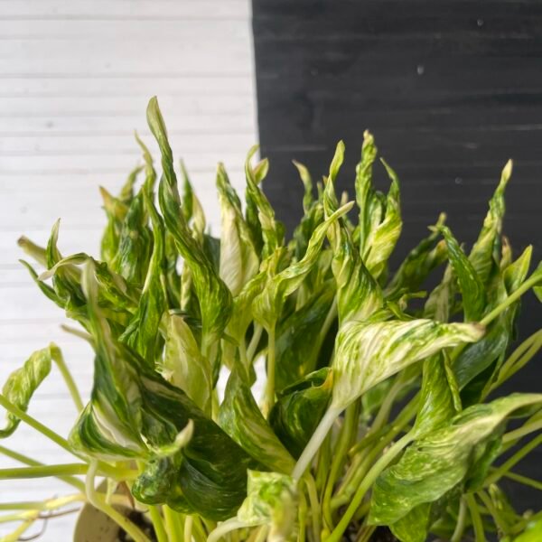 Pothos Teruno #11 Sunshine | Terunoworld series - Image 3