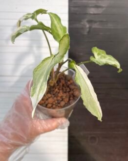 Variegated Syngonium Ngern Lai Ma