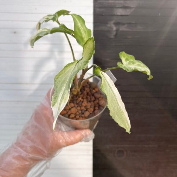 Variegated Syngonium Ngern Lai Ma