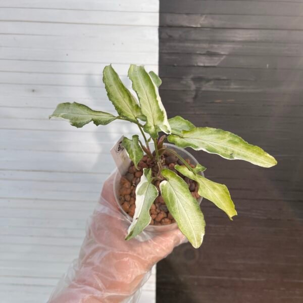 Variegated Syngonium Ngern Lai Ma - Image 2
