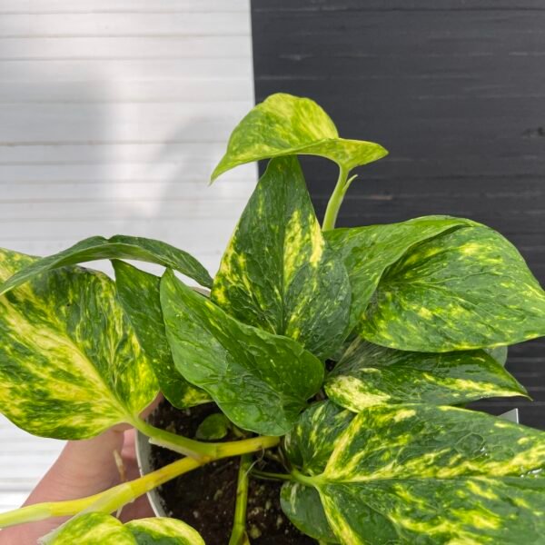 Pothos Teruno #12 Bumpy | Terunoworld series - Image 3
