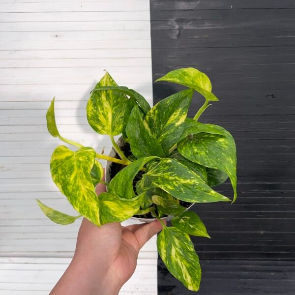Pothos Teruno #12 Bumpy | Terunoworld series - Image 4