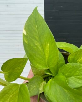 Pothos Teruno #3 Robin | Terunoworld series