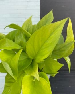 Pothos Teruno #19 Wakakusa | Terunoworld series