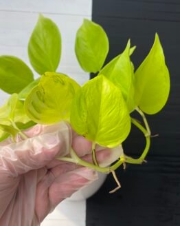 Pothos Teruno #9 Champs-Elysees | Terunoworld series