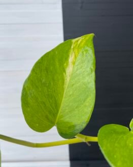 Pothos Teruno #25 Moonlight | Terunoworld Series