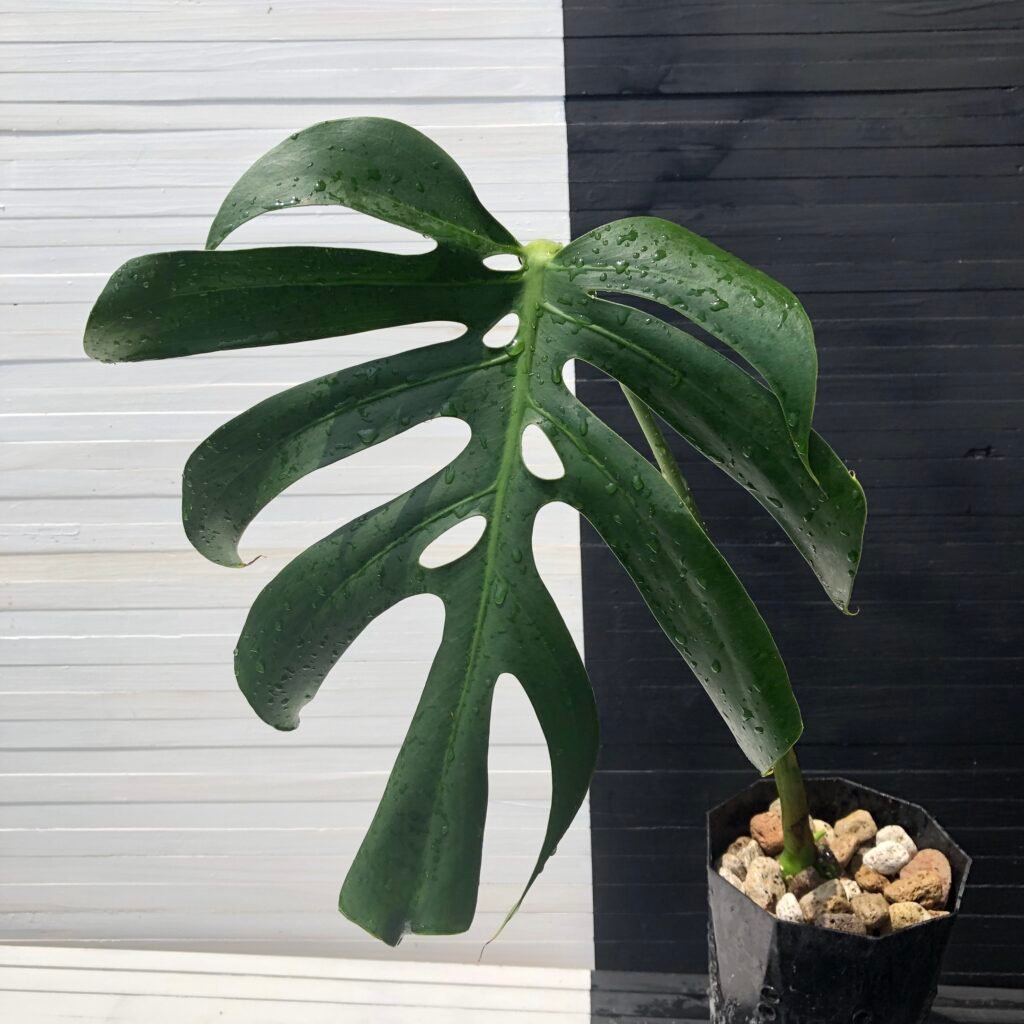 Monstera Deliciosa Macrocosm