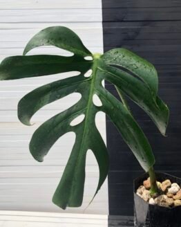 Monstera Deliciosa Macrocosm