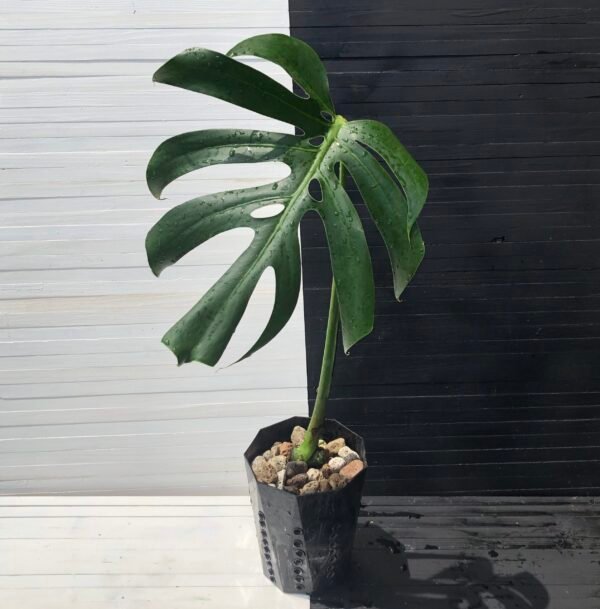 Monstera Deliciosa Macrocosm - Image 3
