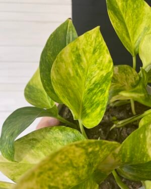 Epipremnum Pothos Teruno #25 Crystal Green | Terunoworld Series