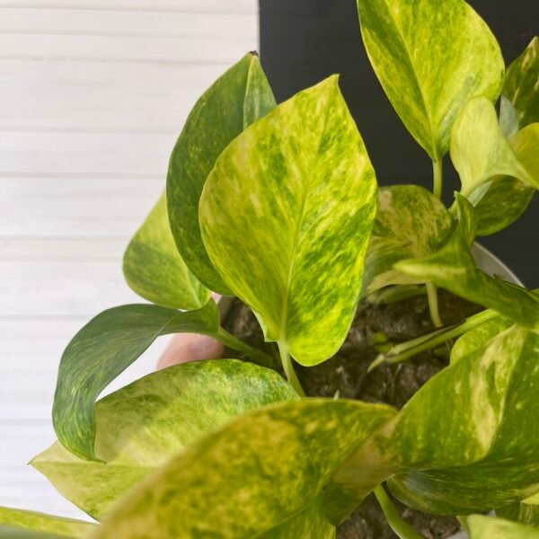 Epipremnum Pothos Teruno #25 Crystal Green | Terunoworld Series