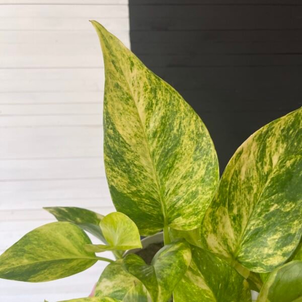 Epipremnum Pothos Teruno #25 Crystal Green | Terunoworld Series - Image 2
