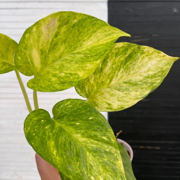 Epipremnum Pothos Teruno #25 Crystal Green | Terunoworld Series