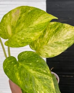 Epipremnum Pothos Teruno #25 Crystal Green | Terunoworld Series